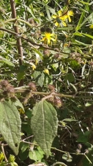 Triumfetta semitriloba