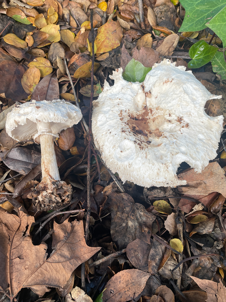 Chlorophyllum brunneum · January 2026 · photo: © ethologist (iNaturalist, cc-by)