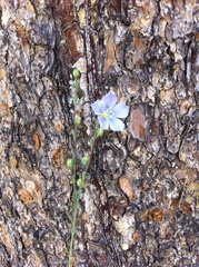 Linum pratense