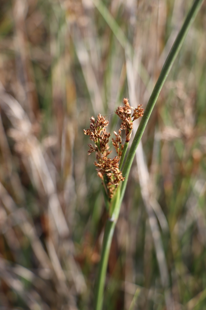 Juncus kraussii (Juncus kraussii)