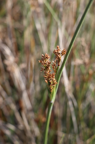 Juncus kraussii (Juncus kraussii)