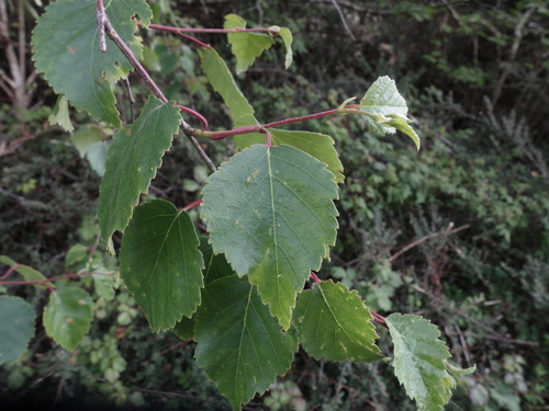 Downy × Silver Birch (Betula ×)