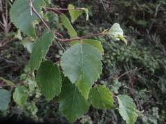 Betula × aurata, photograph Jamie O'Neill, CC BY, iNaturalist via GBIF