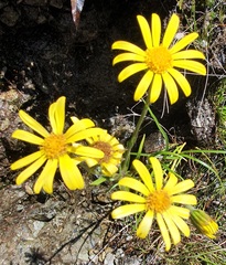 Dolichoglottis lyallii