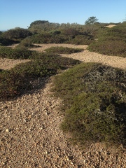 Adenostoma fasciculatum prostratum
