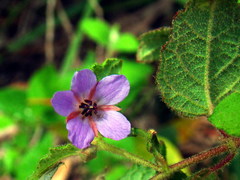 Tremandra stelligera