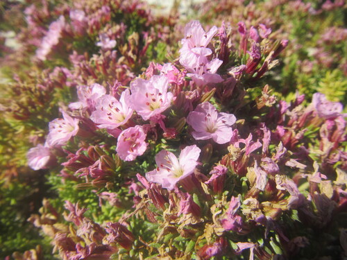 Mat Sea Heath (Frankenia repens)