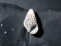 Cerithiidae