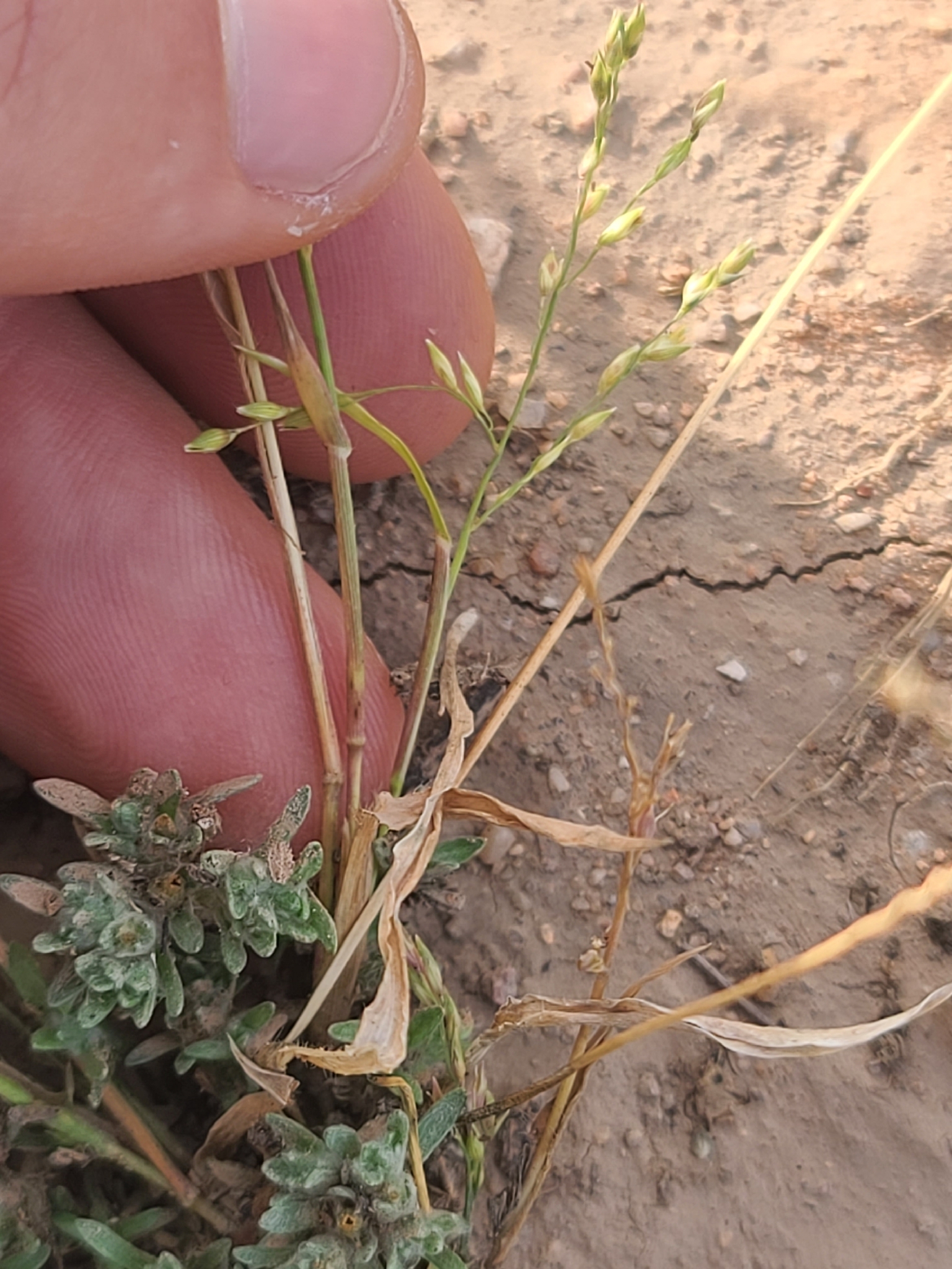 Winged Panicgrass (Panicum alatum)