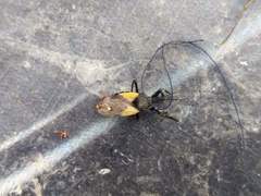 Apiomerus ochropterus