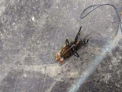 Apiomerus ochropterus