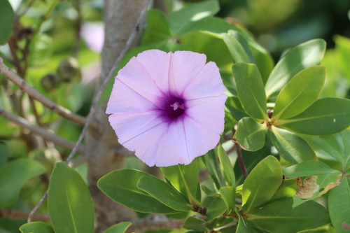 Ipomoea cairica