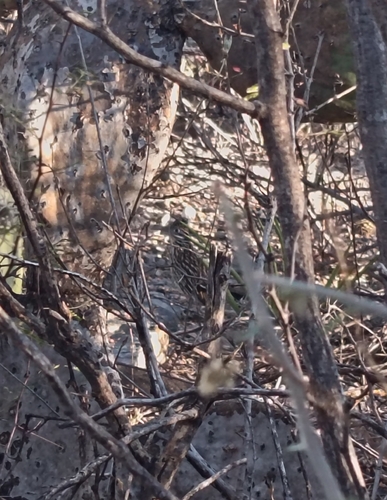 Lesser Roadrunner (Geococcyx velox)
