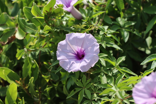 Ipomoea cairica