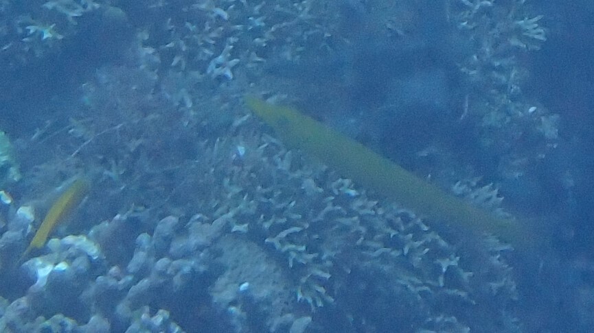 Cigar wrasse