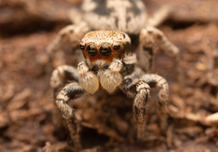 Habronattus clypeatus
