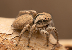 Habronattus clypeatus