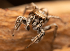 Habronattus clypeatus