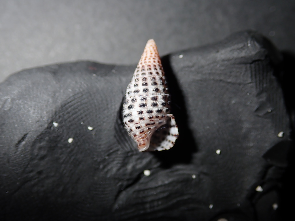 Clypeomorus bifasciata