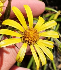 Dolichoglottis lyallii