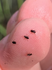 Microcylloepus