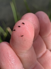 Microcylloepus