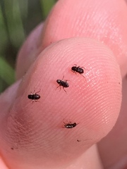 Microcylloepus