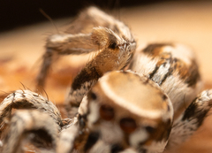 Habronattus clypeatus