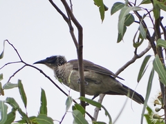 Philemon argenticeps