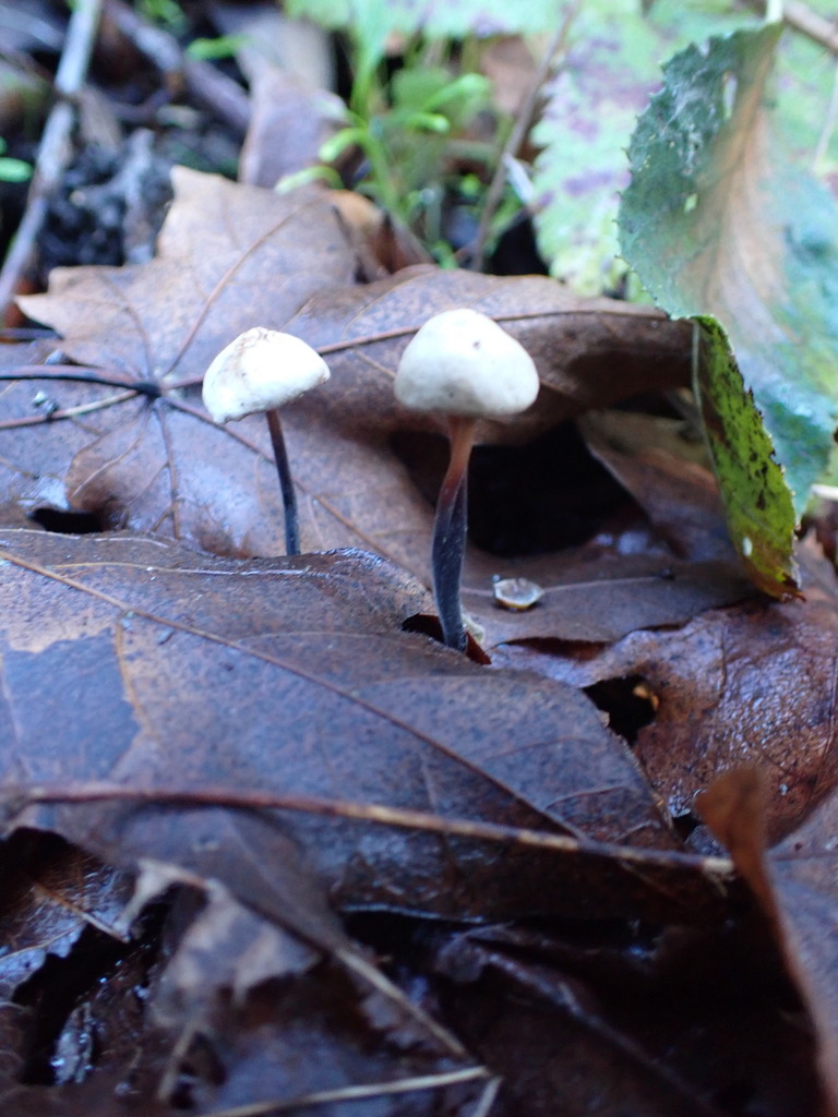 Gymnopus brassicolens · December 2025 · photo: © hydrocycler (iNaturalist, cc-by)