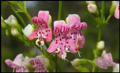 longspur balm (Dicerandra cornutissima)