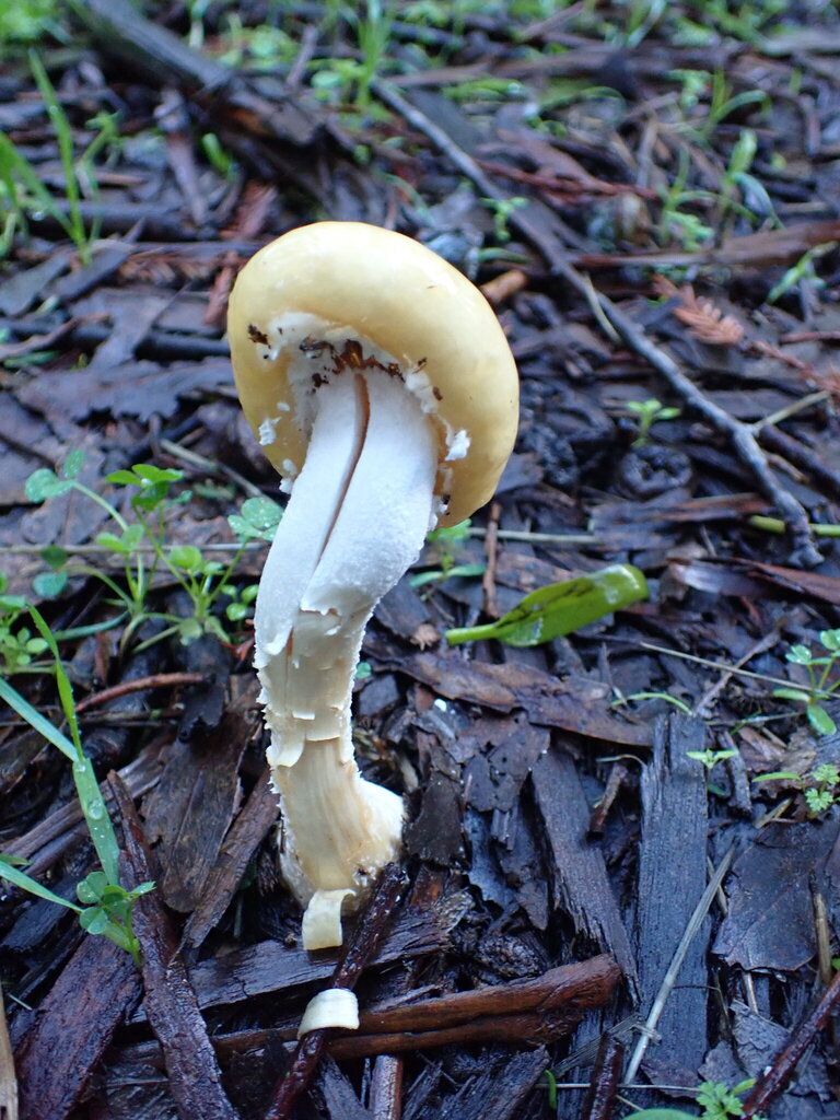 Stropharia ambigua · January 2026 · photo: © hydrocycler (iNaturalist, cc-by)