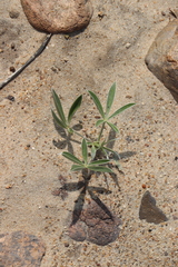 Lupinus multiflorus