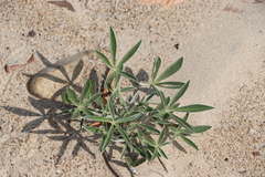 Lupinus multiflorus