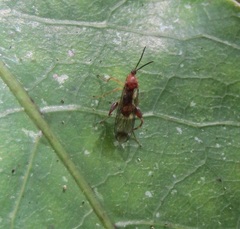 Canthyloscelis antennata