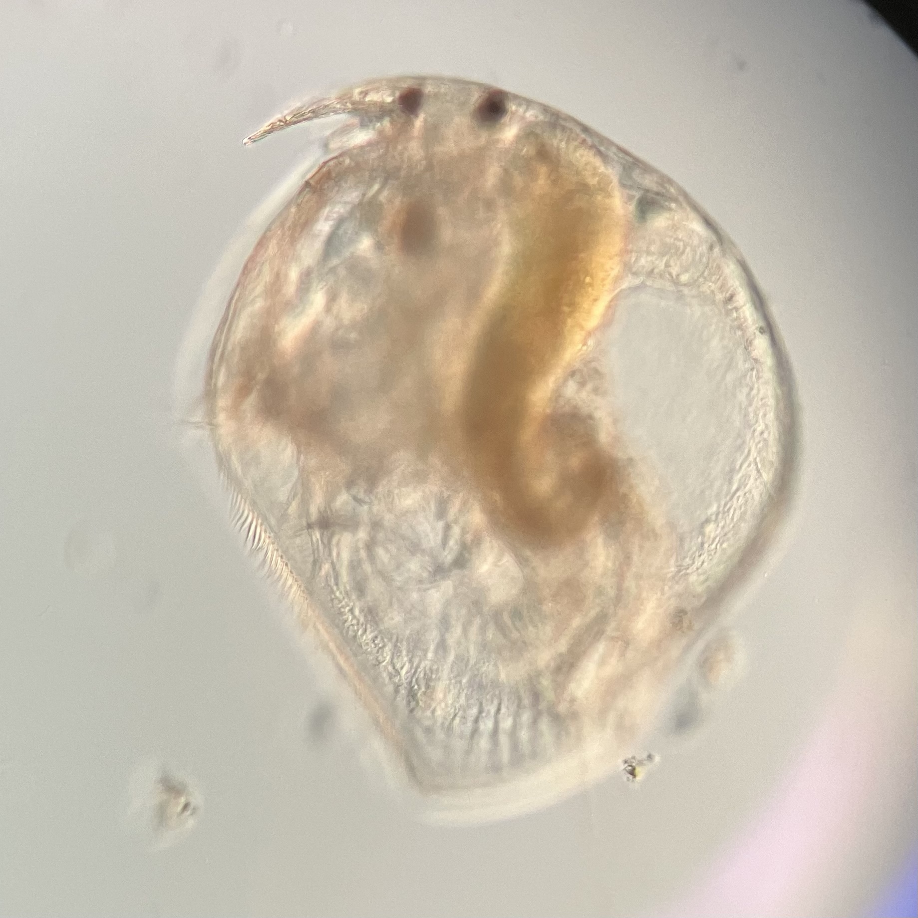 Pleuroxus aduncus (Jurine, 1820)