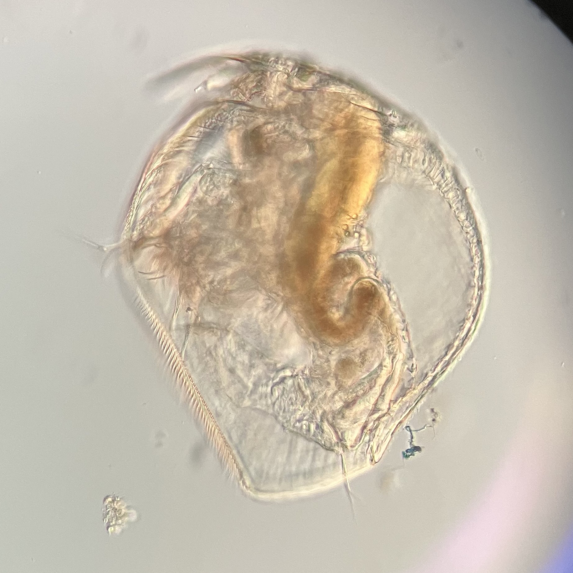 Pleuroxus aduncus (Jurine, 1820)