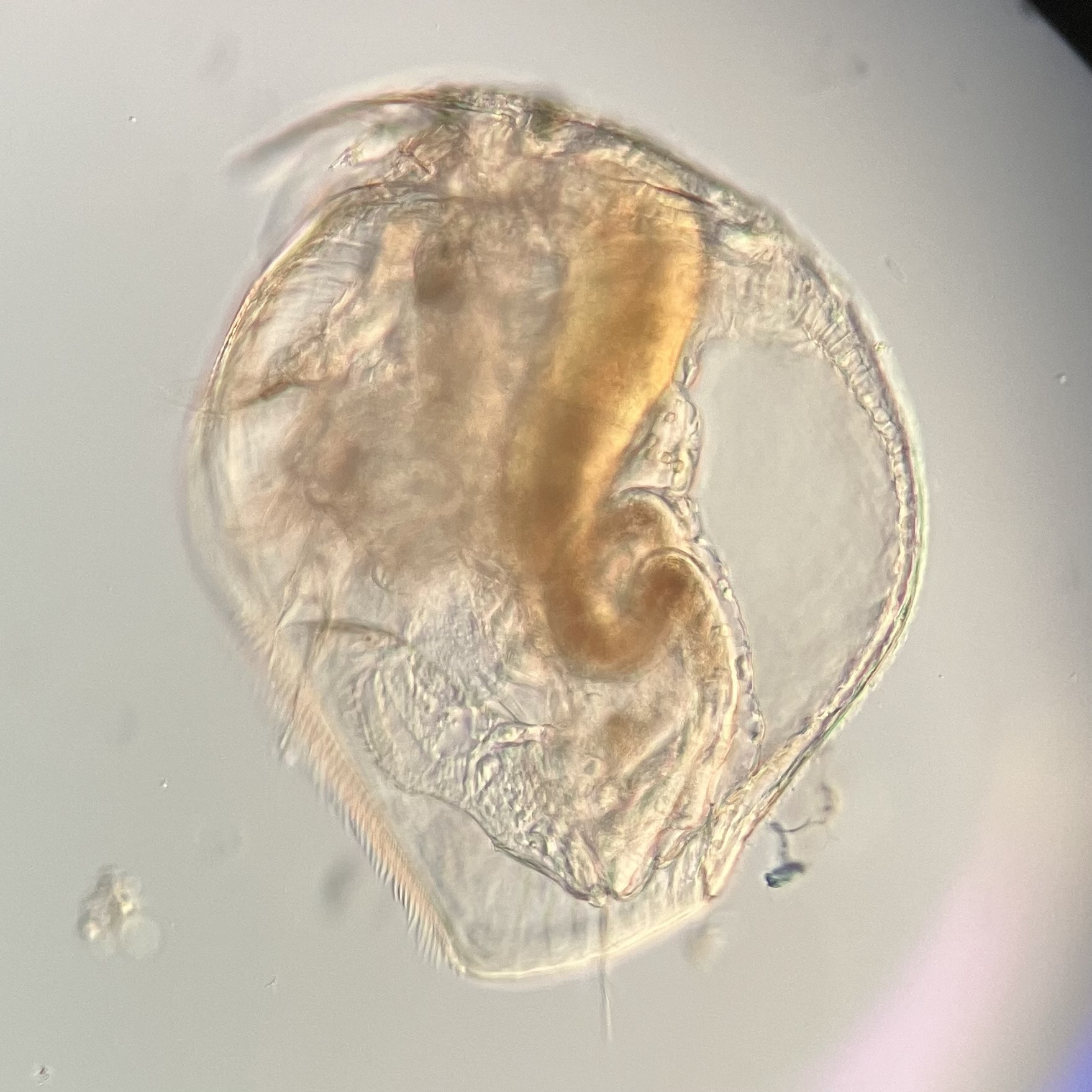 Pleuroxus aduncus (Jurine, 1820)