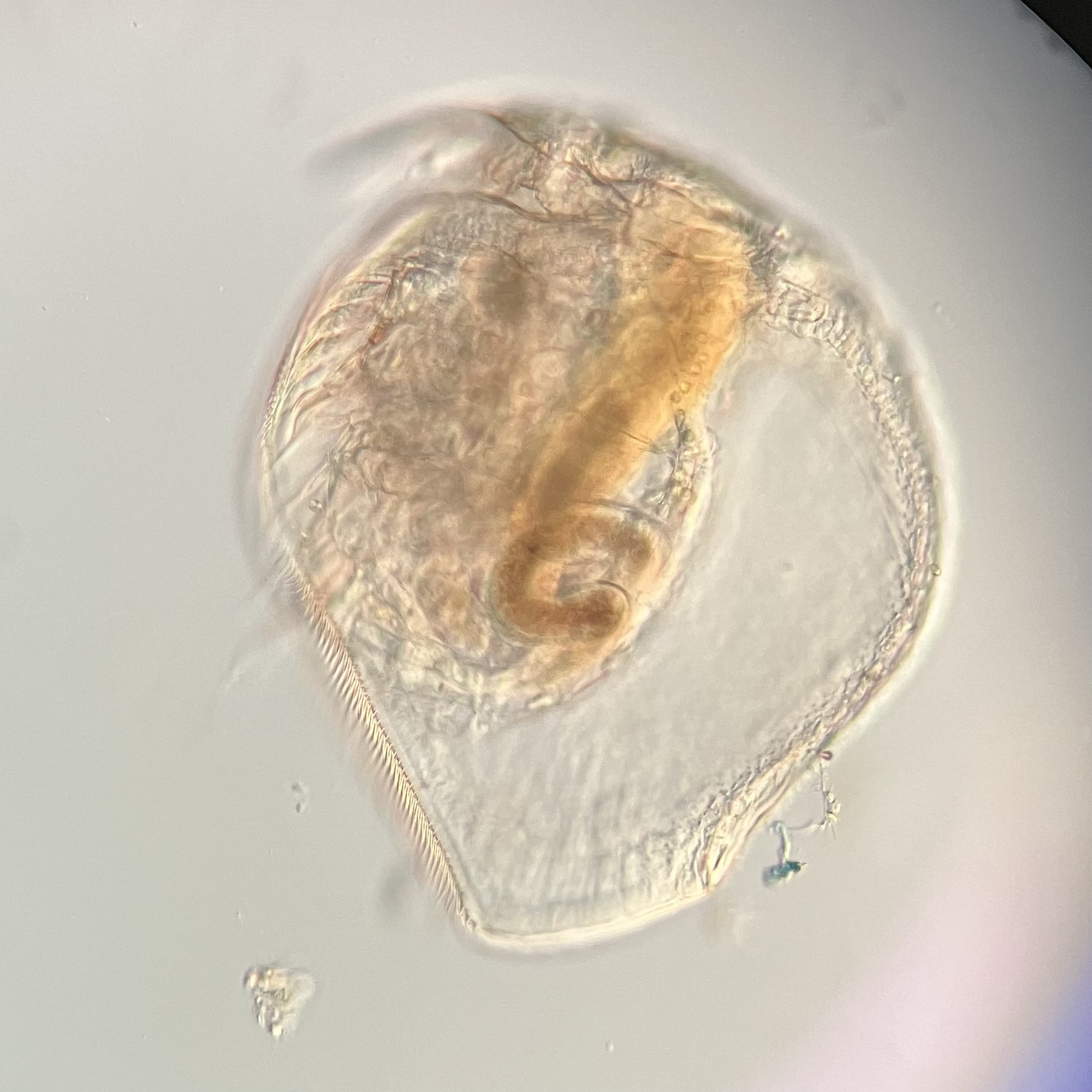 Pleuroxus aduncus (Jurine, 1820)