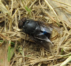 Calliphora quadrimaculata