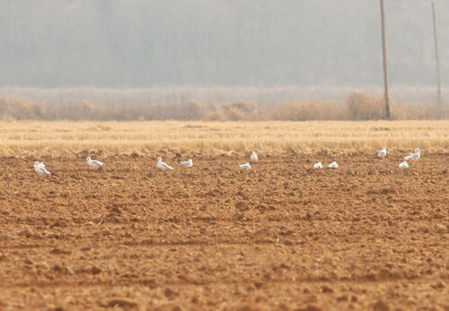 Ring-billed Gull photographed in Arkansas