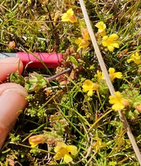 Euphrasia cockayneana