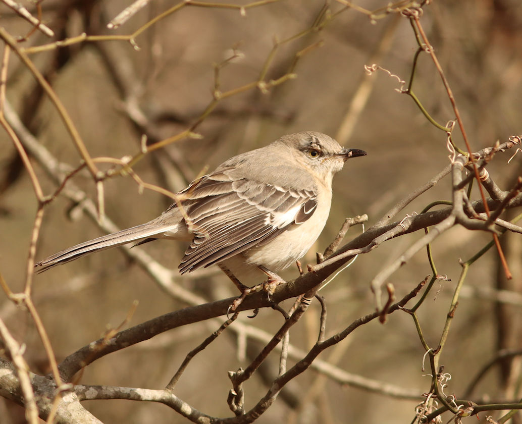 Northern Mockingbird (Mimus polyglottos)