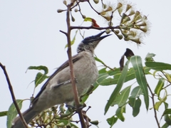 Philemon argenticeps