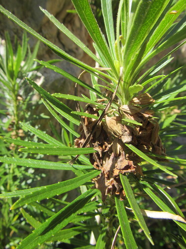 Ixianthes retzioides (Ixianthes retzioides)
