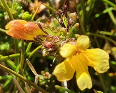 Euphrasia cockayneana