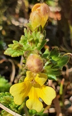 Euphrasia cockayneana