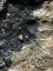 Pyrgulopsis sanchezi
