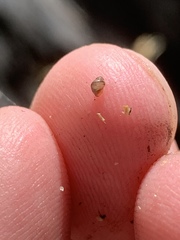 Pyrgulopsis sanchezi