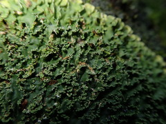 Pannaria minutiphylla